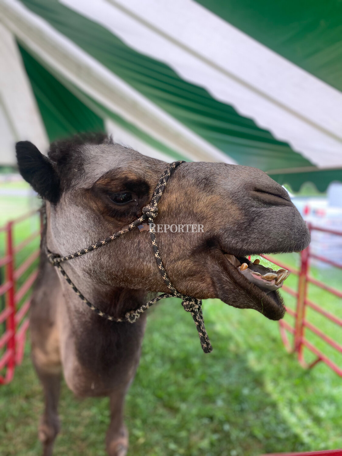 “Chewy” the camel, short for Chewbacca of Star Wars fame, was one of the exotic animals on display at the 136th annual Delaware County Fair.